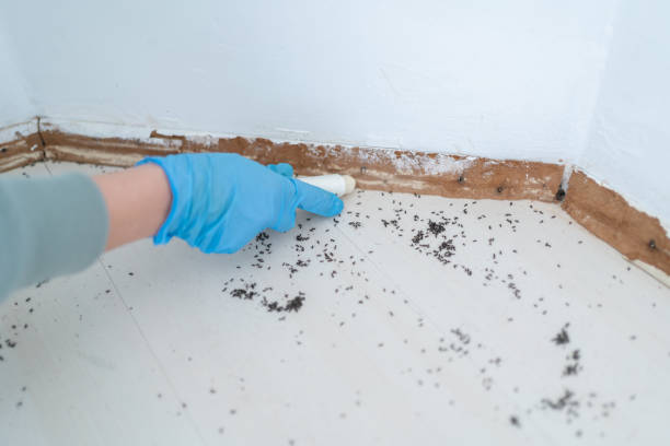 Best Pest Inspection Near Me  in Hernando Beach, FL